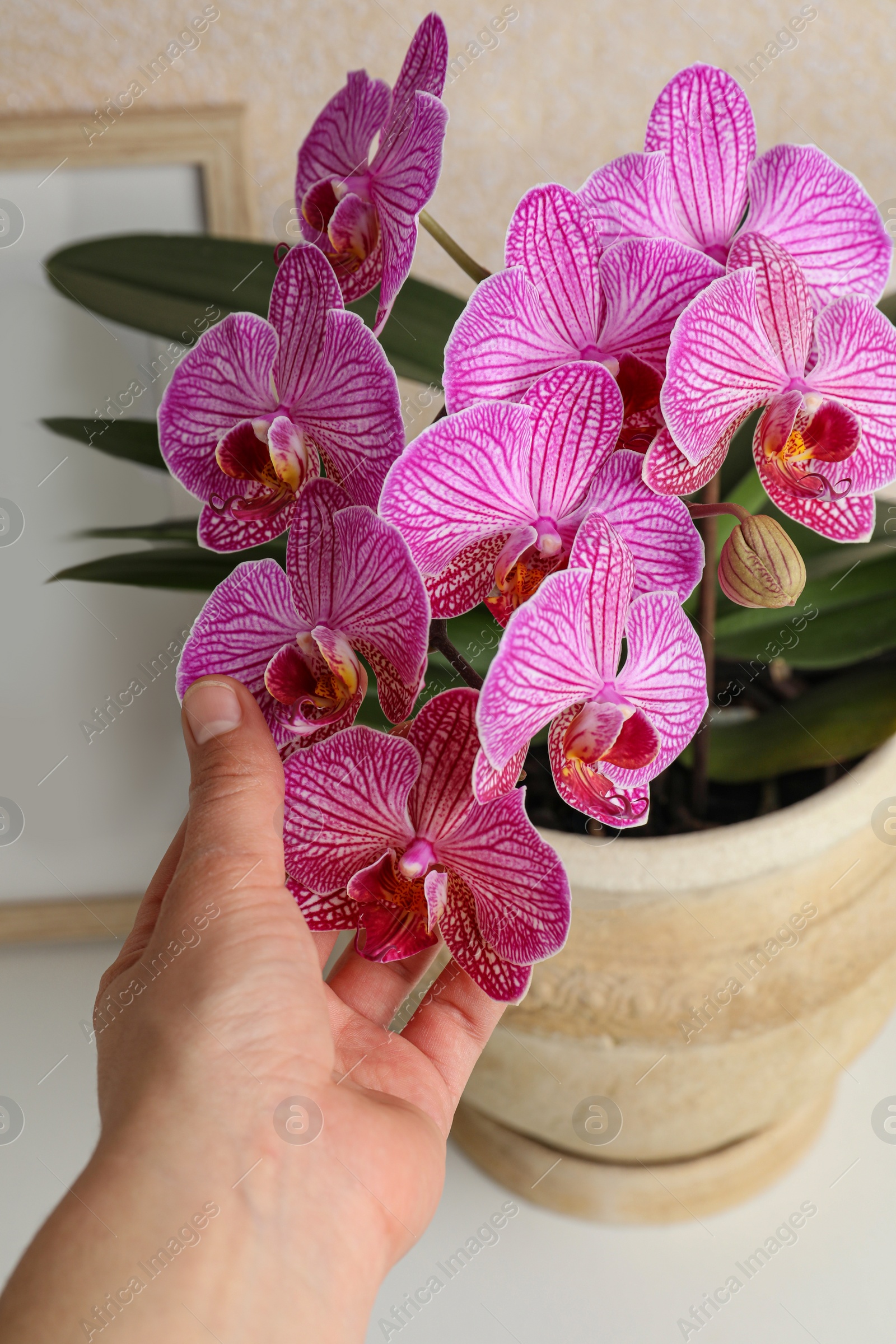 Photo of Woman with beautiful pink orchid flower at white table, closeup