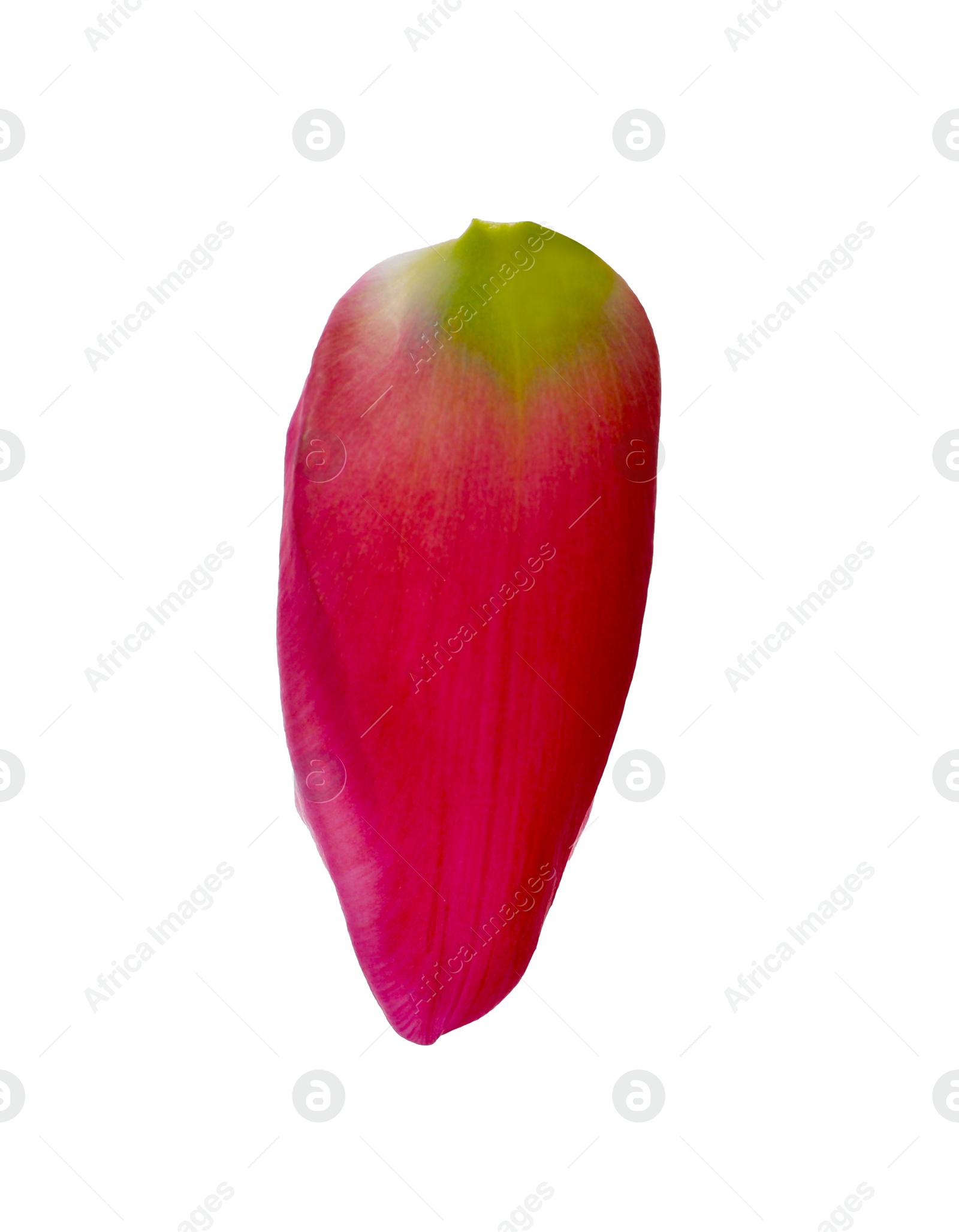 Photo of Beautiful fresh tulip petal isolated on white