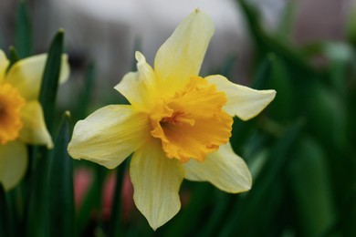 Photo of Beautiful blooming daffodil growing in garden, closeup. Spring flower