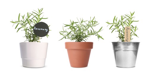 Rosemary growing in different pots isolated on white