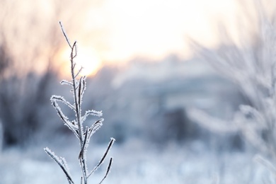 Dry plant covered with hoarfrost outdoors on winter morning, closeup. Space for text