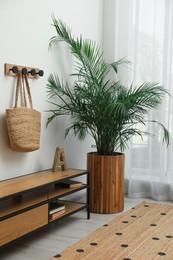 Photo of Hallway interior with beautiful green houseplant near window