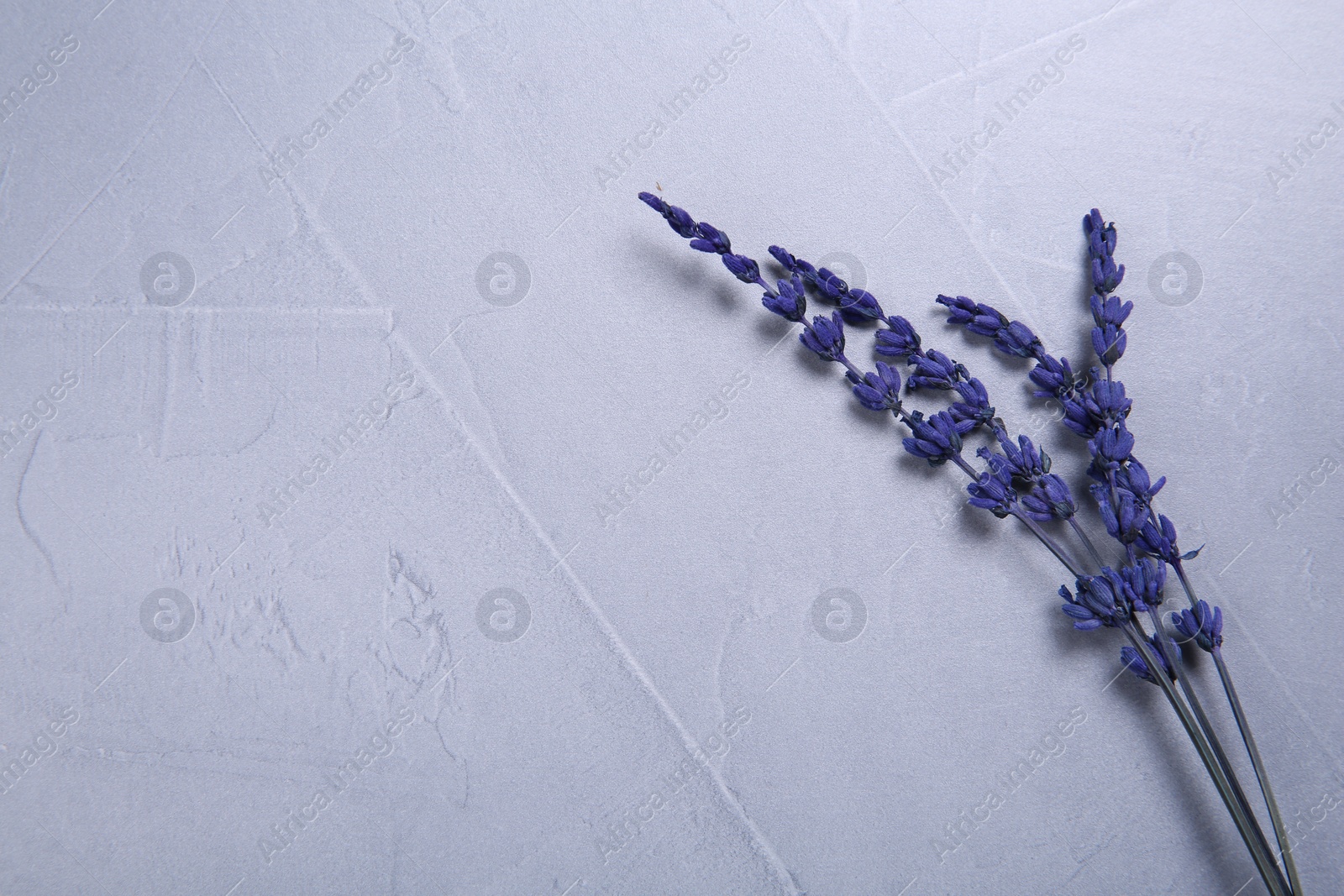 Photo of Beautiful preserved lavender flowers on light grey textured table, top view. Space for text