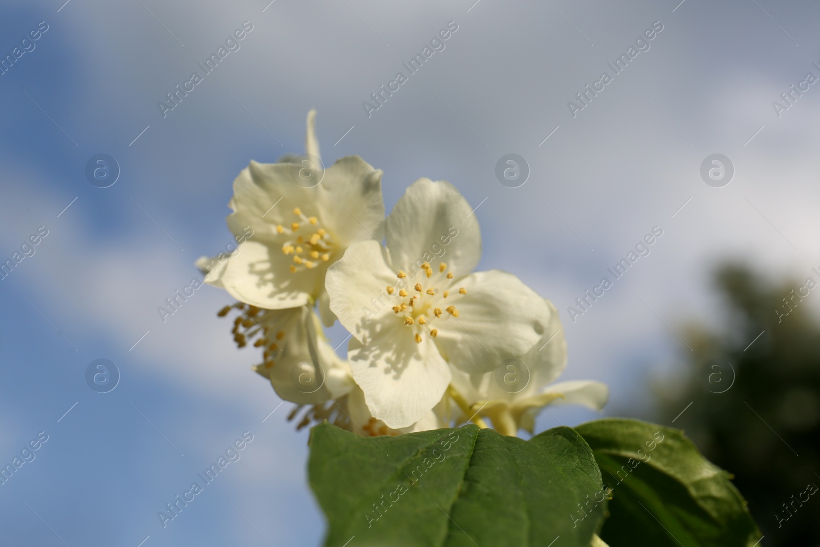 Photo of Beautiful blooming white jasmine shrub outdoors on sunny day, closeup