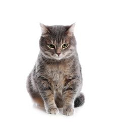 Photo of Cute gray tabby cat on white background. Lovely pet