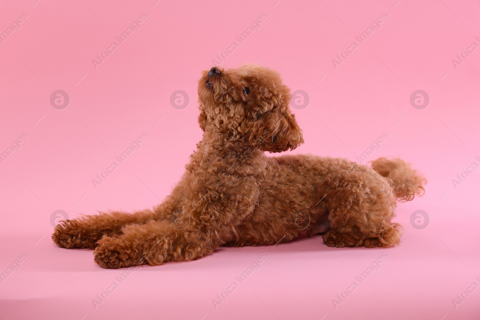 Photo of Cute Maltipoo dog on pink background. Lovely pet