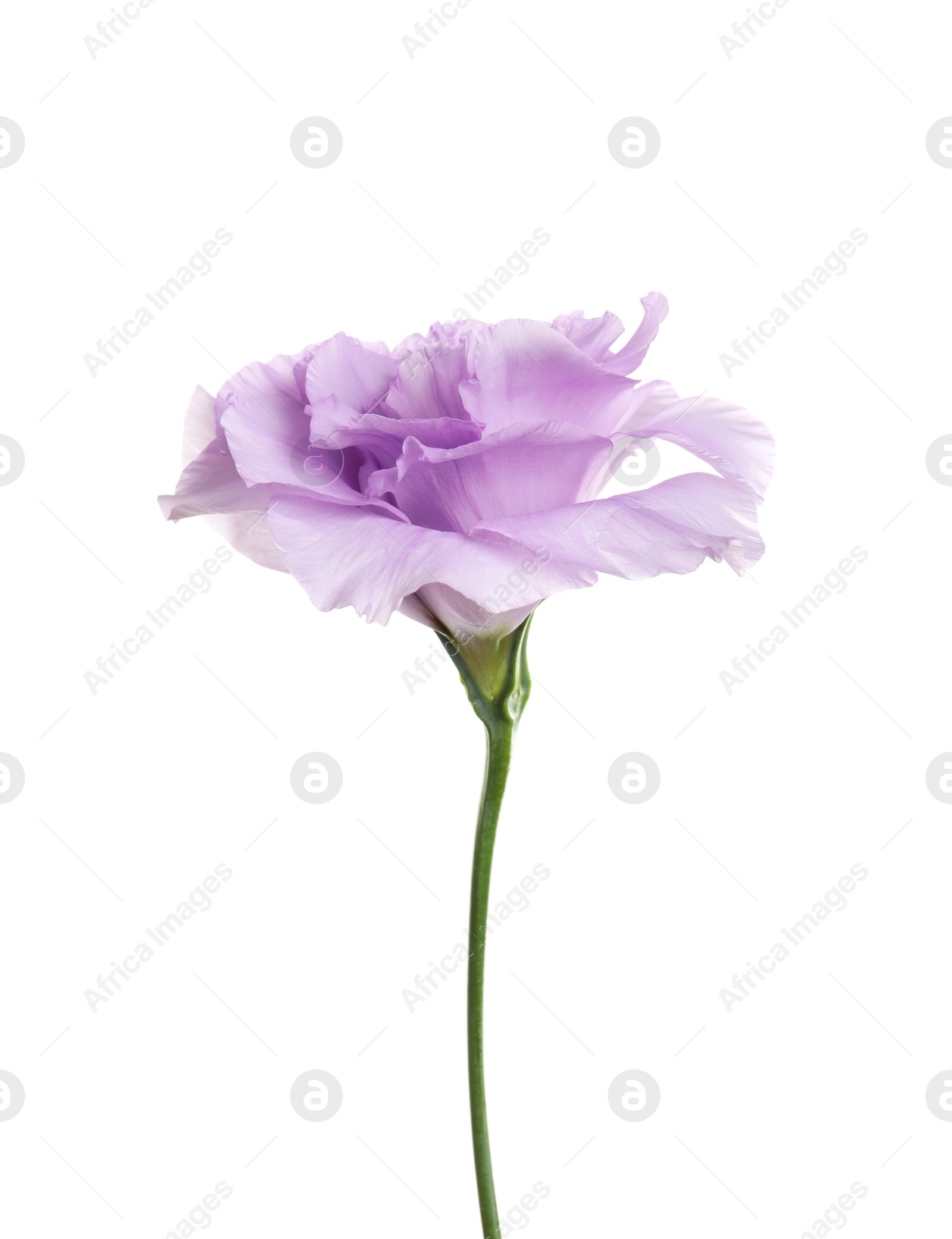 Photo of Beautiful Eustoma flower on white background