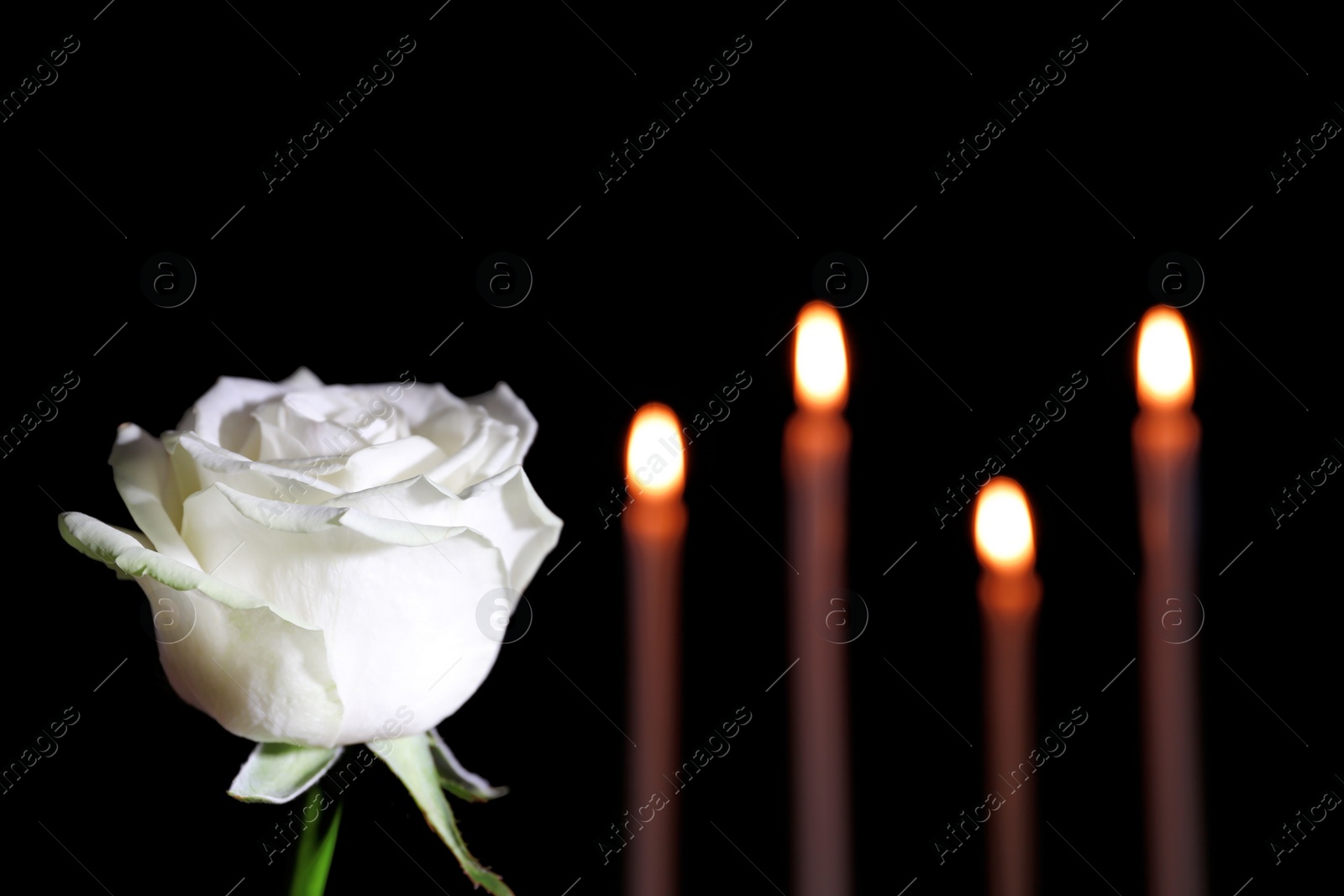 Photo of White rose and blurred burning candles in darkness, space for text. Funeral symbol