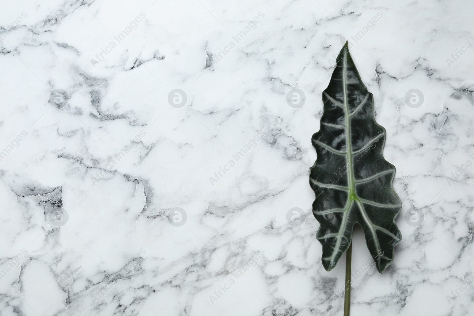 Photo of Leaf of tropical alocasia plant on marble background, top view with space for text