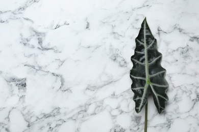 Photo of Leaf of tropical alocasia plant on marble background, top view with space for text