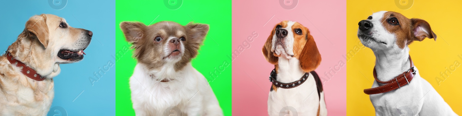 Image of Collage with photos of cute dogs in collars on different color backgrounds. Banner design