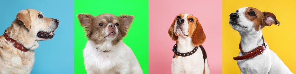 Collage with photos of cute dogs in collars on different color backgrounds. Banner design