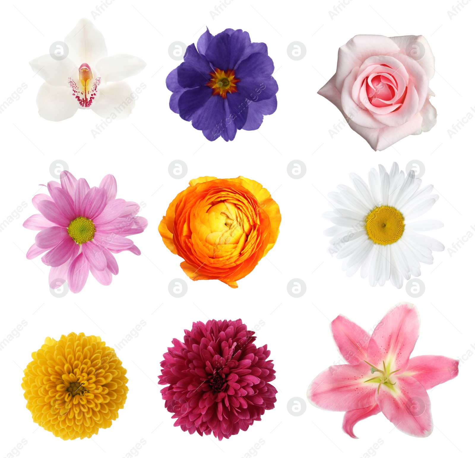 Image of Set of different beautiful flowers on white background