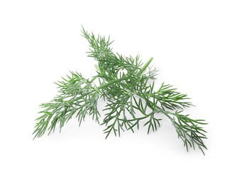 Photo of Sprig of fresh dill isolated on white