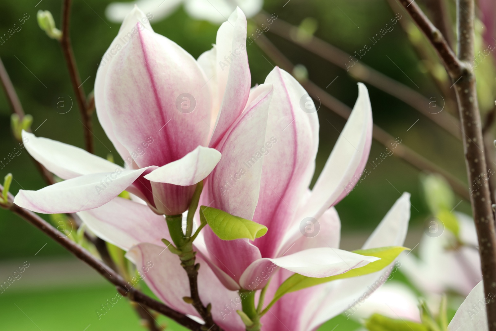 Photo of Magnolia tree with beautiful flowers on blurred background, closeup