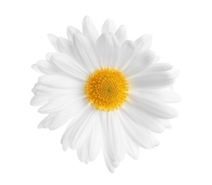 Beautiful and delicate chamomile flower on white background