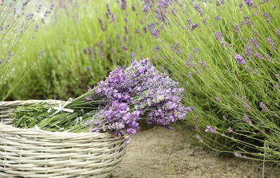Photo of Wicker basket with beautiful lavender flowers in field