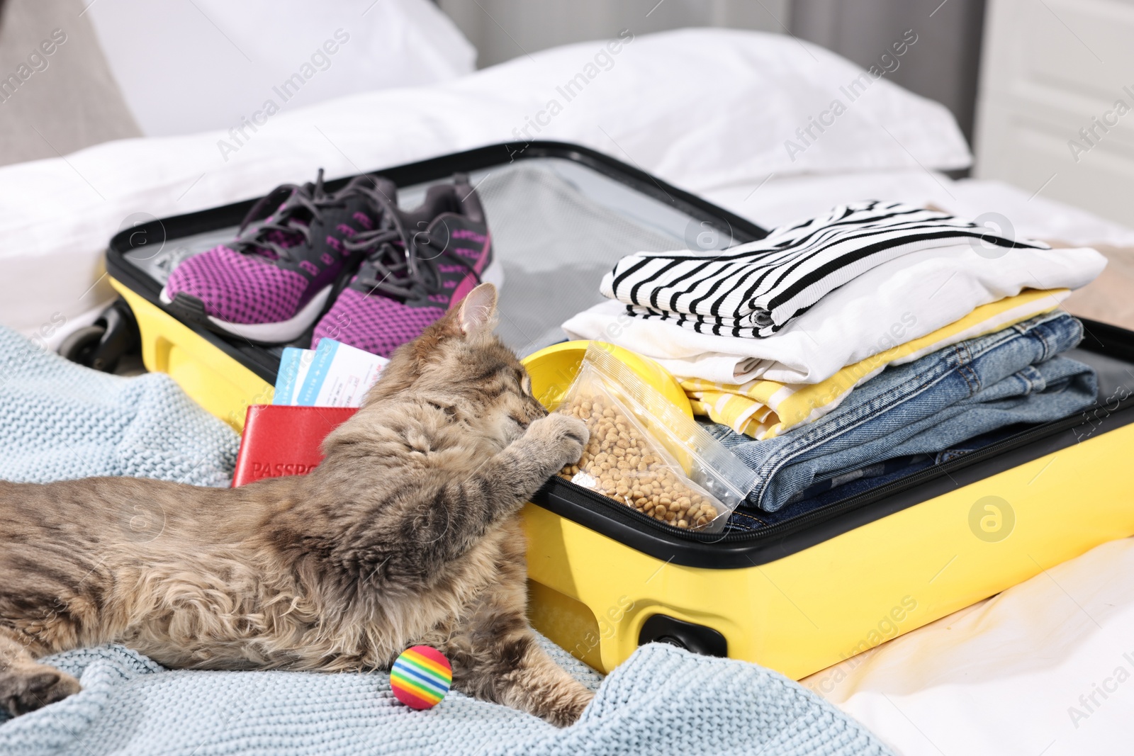 Photo of Travel with pet. Cat with dry food, ball, passport, tickets, clothes and suitcase on bed indoors