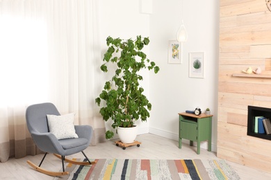 Photo of Stylish room interior with large houseplant and rocking chair near window