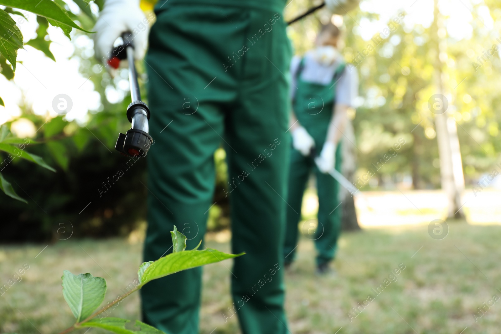 Photo of Workers spraying pesticide onto green bush outdoors, closeup. Pest control