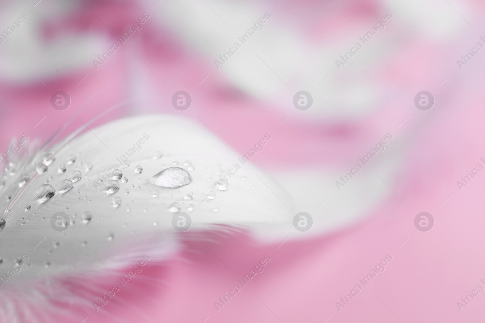 Photo of Fluffy white feathers with water drops on pink background, closeup. Space for text