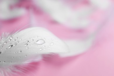 Photo of Fluffy white feathers with water drops on pink background, closeup. Space for text