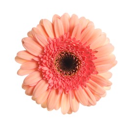 Photo of Beautiful pink gerbera flower isolated on white