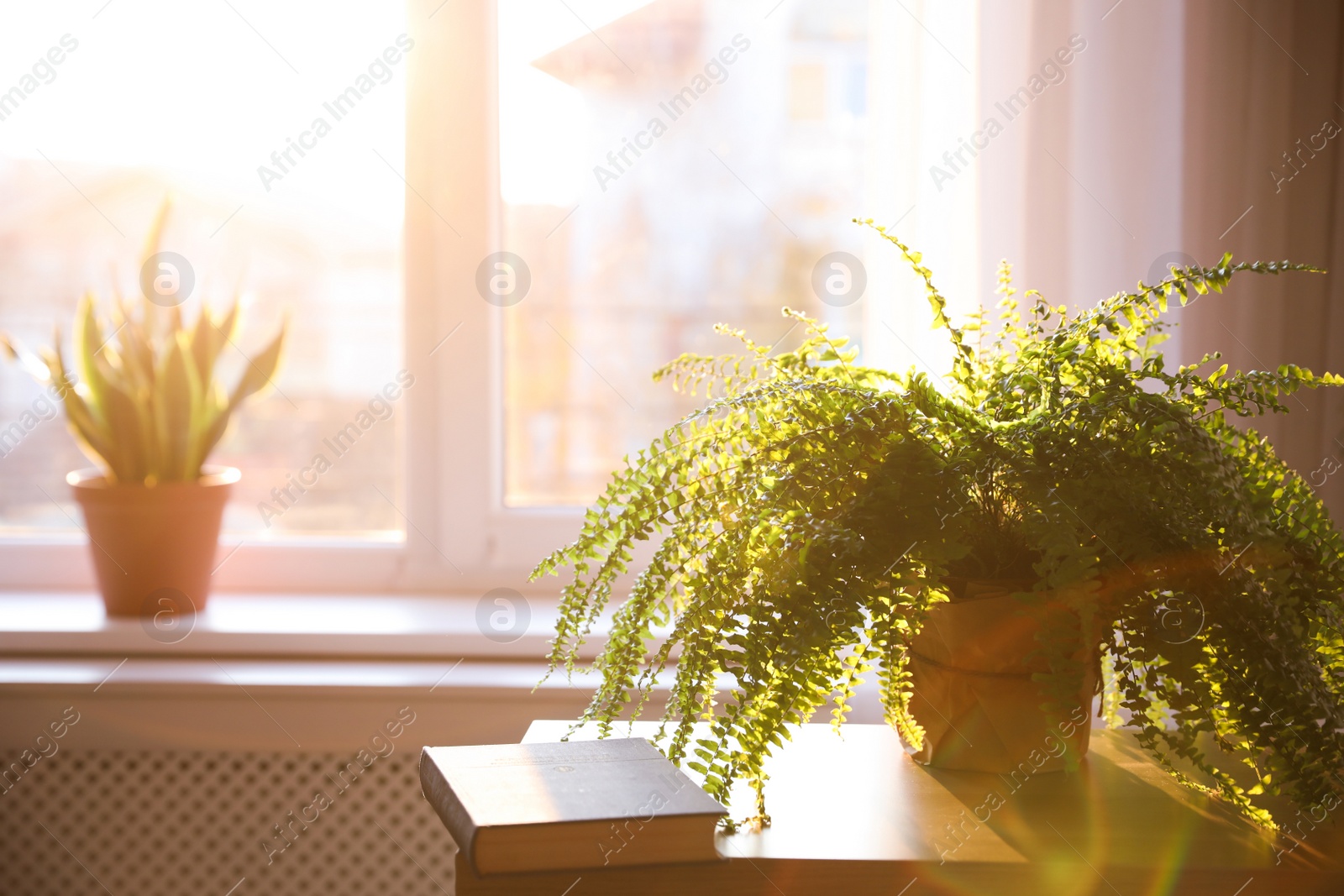 Photo of Fern plant and book on table at home. Space for text