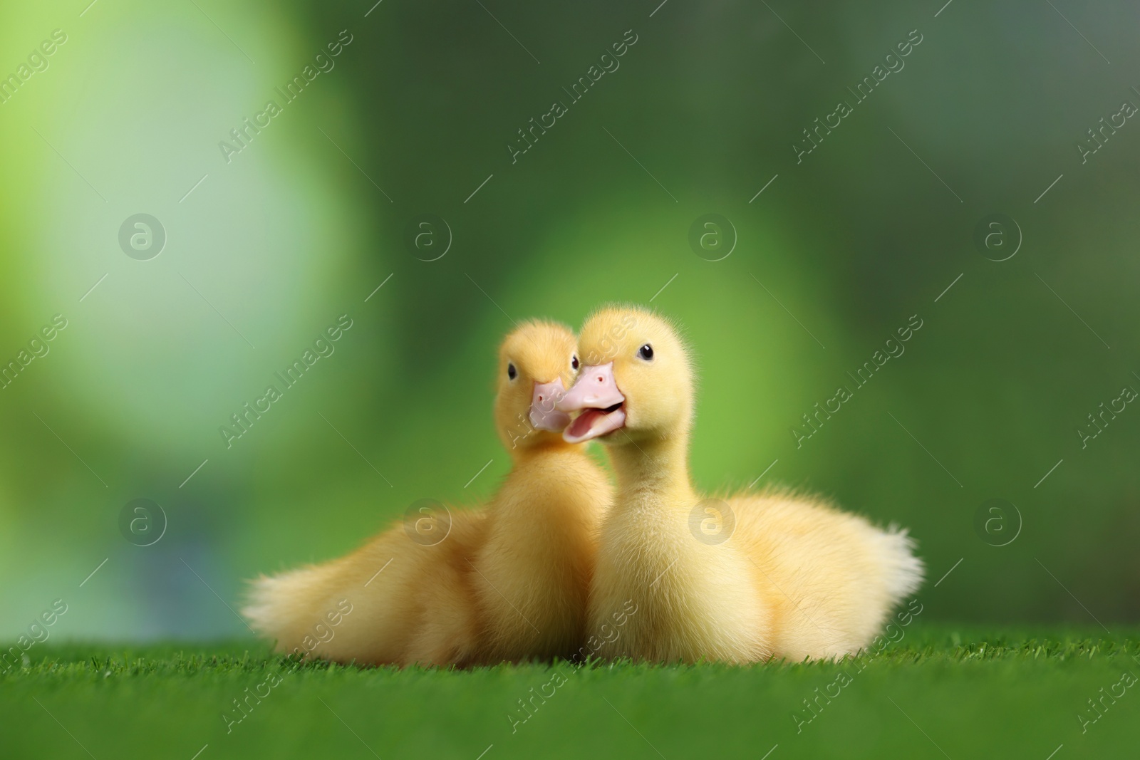 Photo of Cute fluffy ducklings on artificial grass against blurred background, closeup. Baby animals