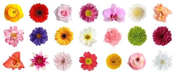 Image of Set of different beautiful flowers on white background