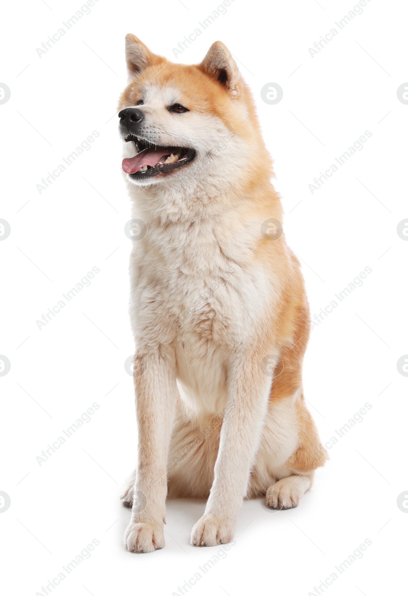 Photo of Cute Akita Inu dog isolated on white