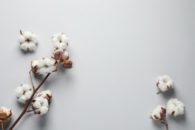 Photo of Dry cotton branch with fluffy flowers on light background, flat lay. Space for text
