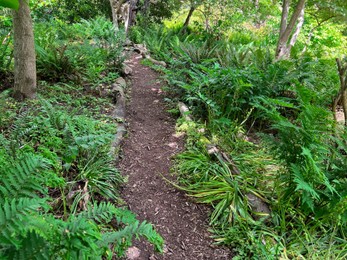 View of pathway going through park with beautiful green plants