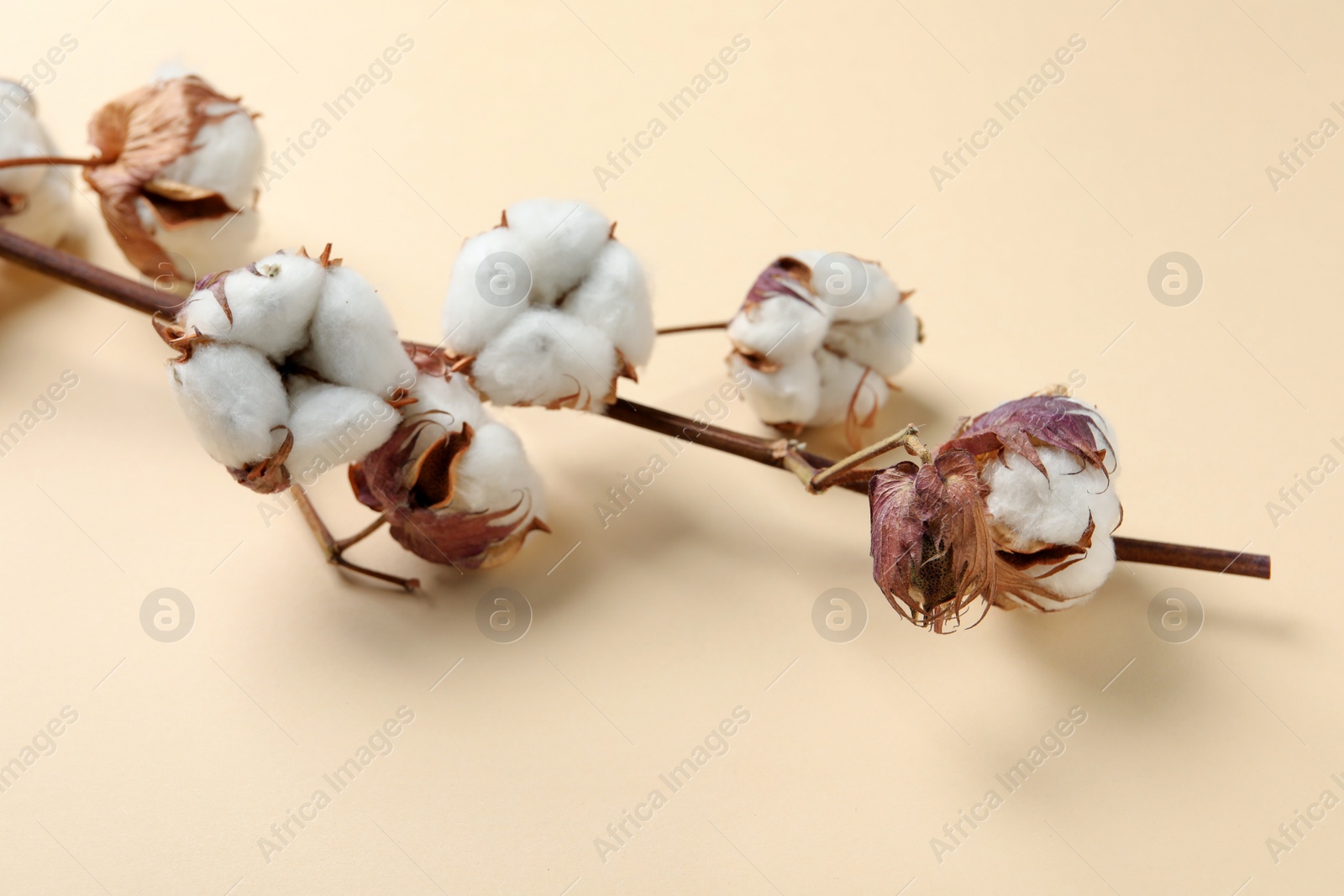 Photo of Dried cotton branch with fluffy flowers on beige background