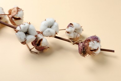 Dried cotton branch with fluffy flowers on beige background