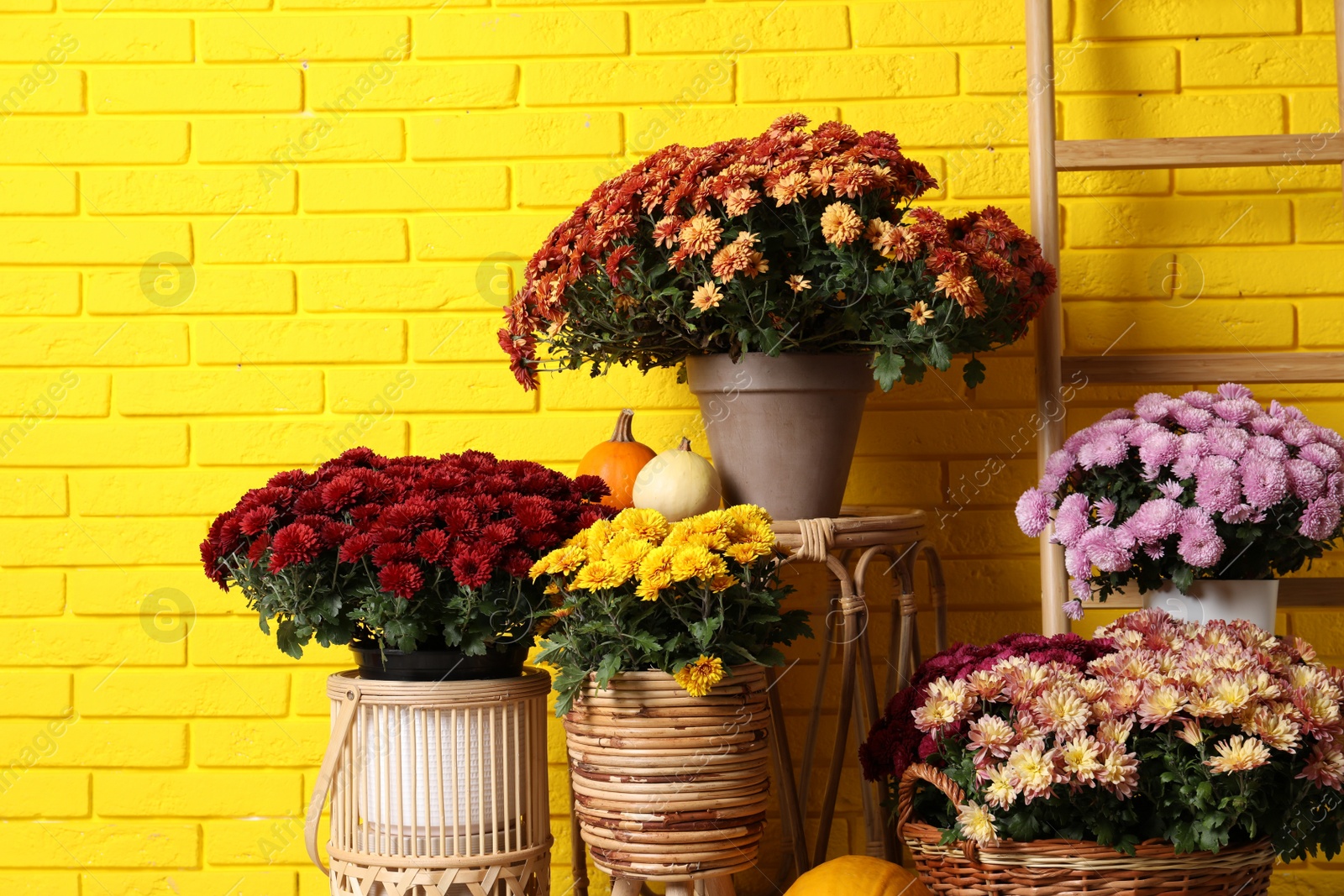 Photo of Beautiful potted fresh chrysanthemum flowers and pumpkins near yellow brick wall