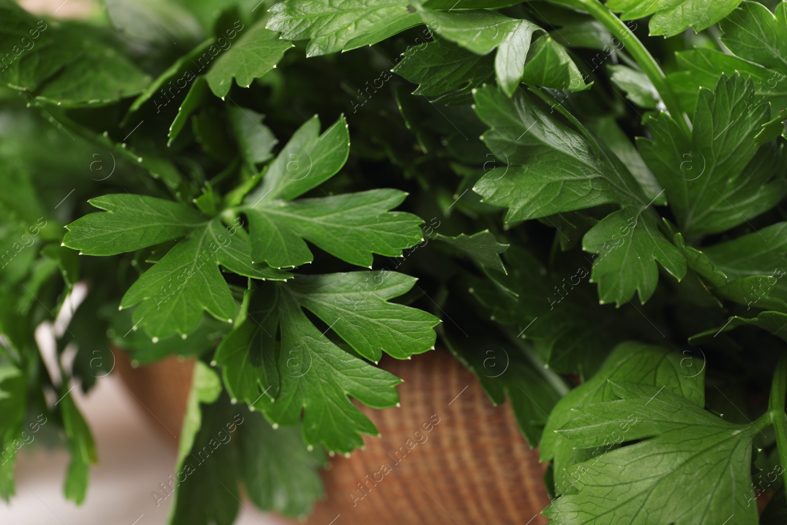 Photo of Fresh green parsley leaves in bowl, closeup