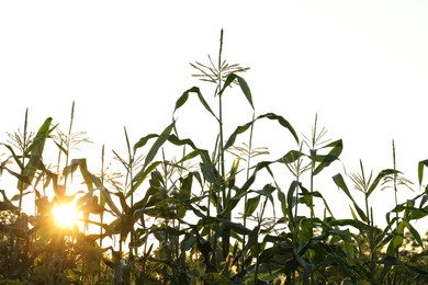 Beautiful view of corn field on sunny day