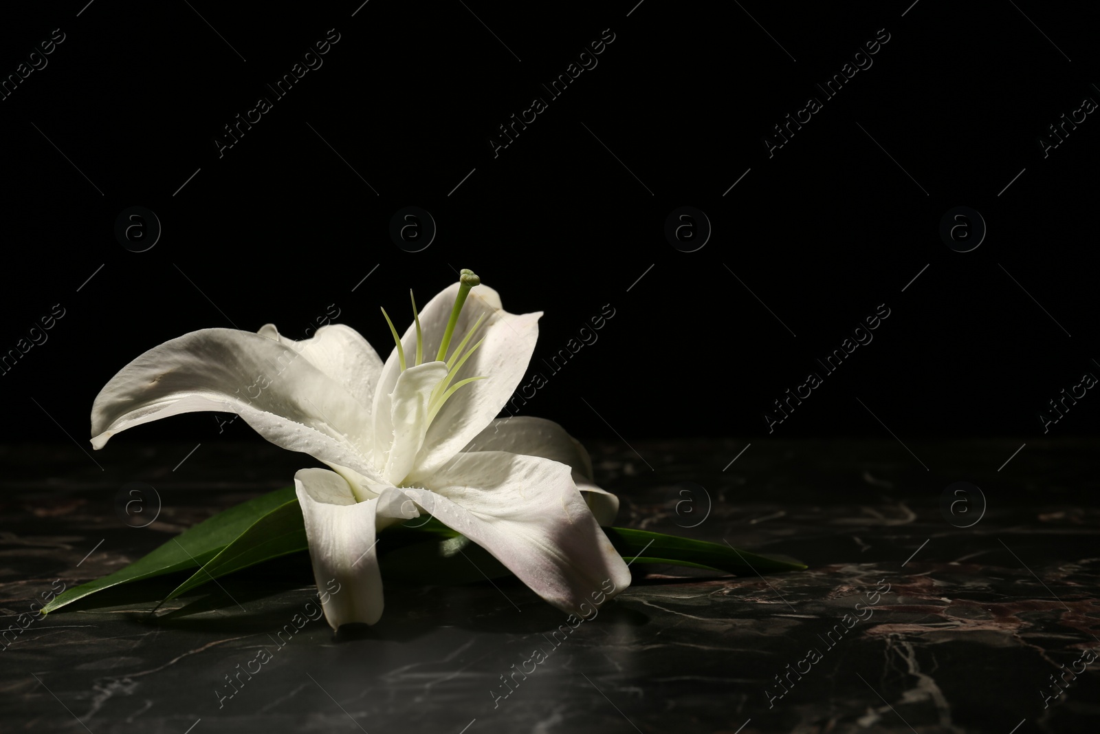 Photo of Beautiful lily on dark background with space for text. Funeral flower