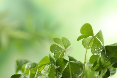 Clover leaves with water drops on blurred background, space for text. St. Patrick's Day symbol