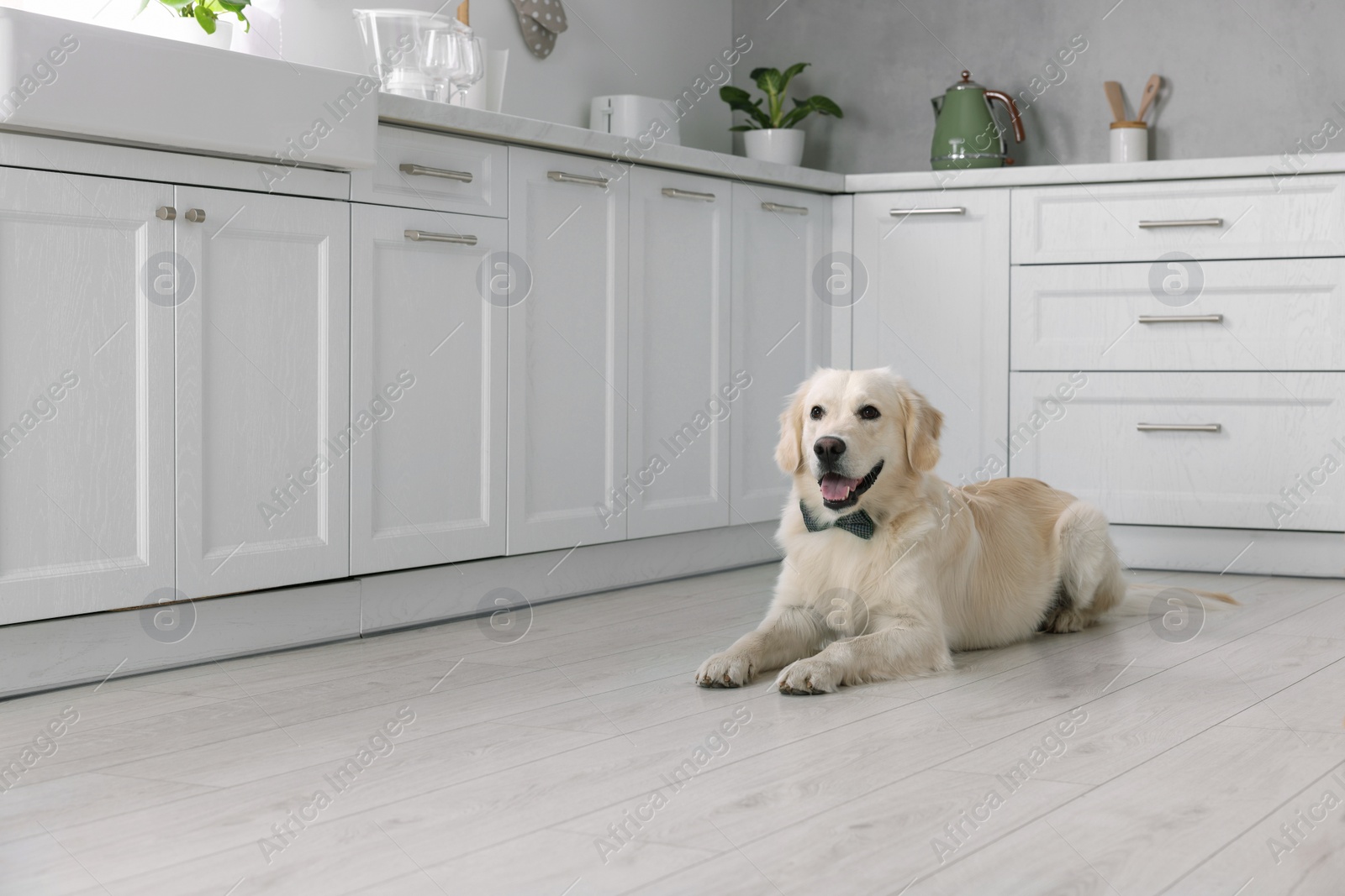 Photo of Cute Labrador Retriever with stylish bow tie indoors. Space for text