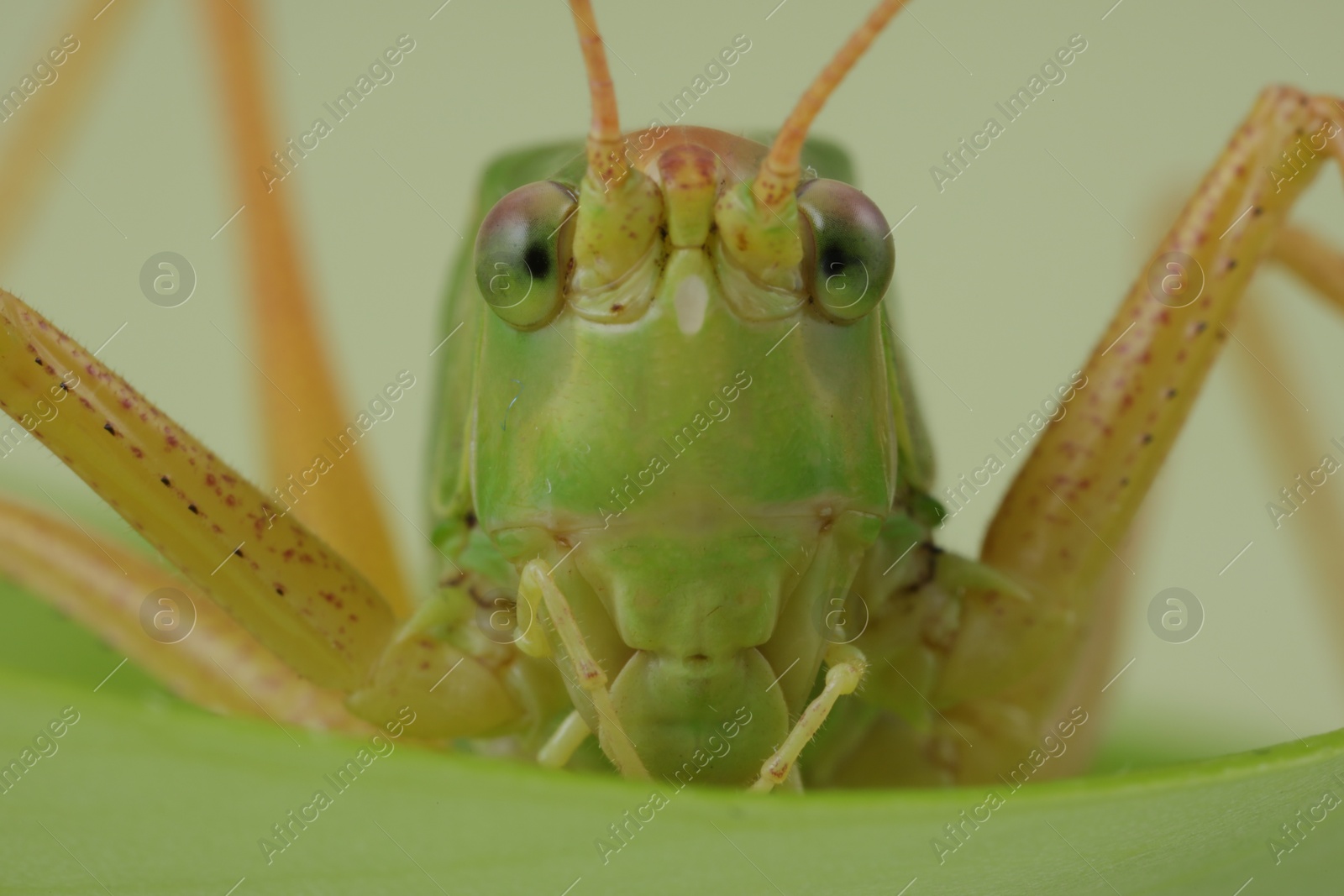 Photo of Small green grasshopper. Macro photography of insect