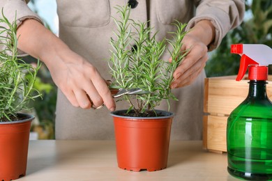 Photo of Woman cutting aromatic rosemary sprigs indoors, closeup