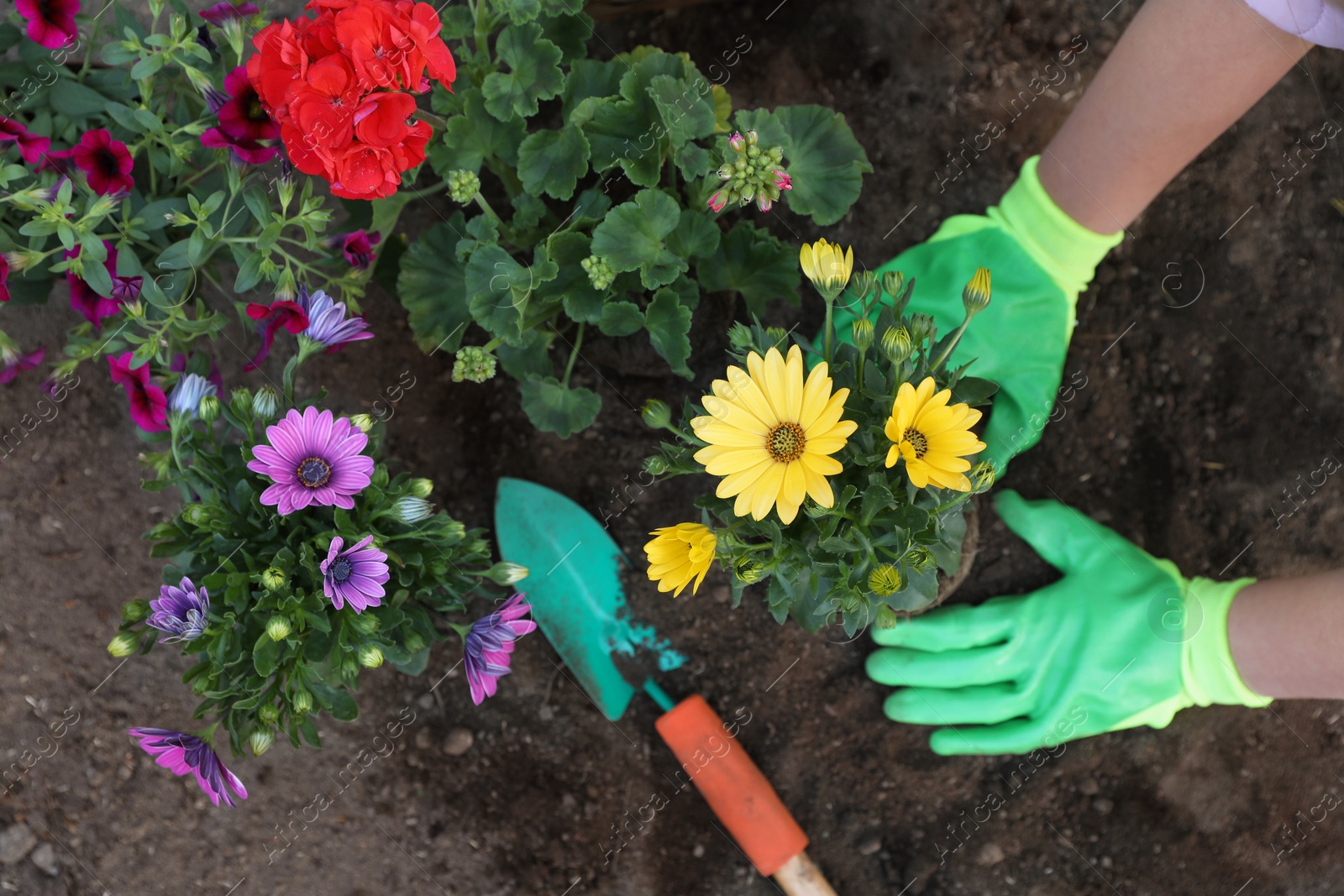 Photo of Woman in gardening gloves planting beautiful blooming flowers outdoors, top view