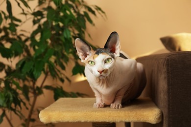 Adorable Sphynx cat on pet tree indoors