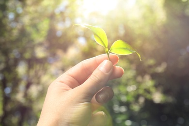 Photo of Woman holding green leaves of tea plant on blurred background