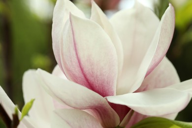 Photo of Magnolia tree with beautiful flower on blurred background, closeup