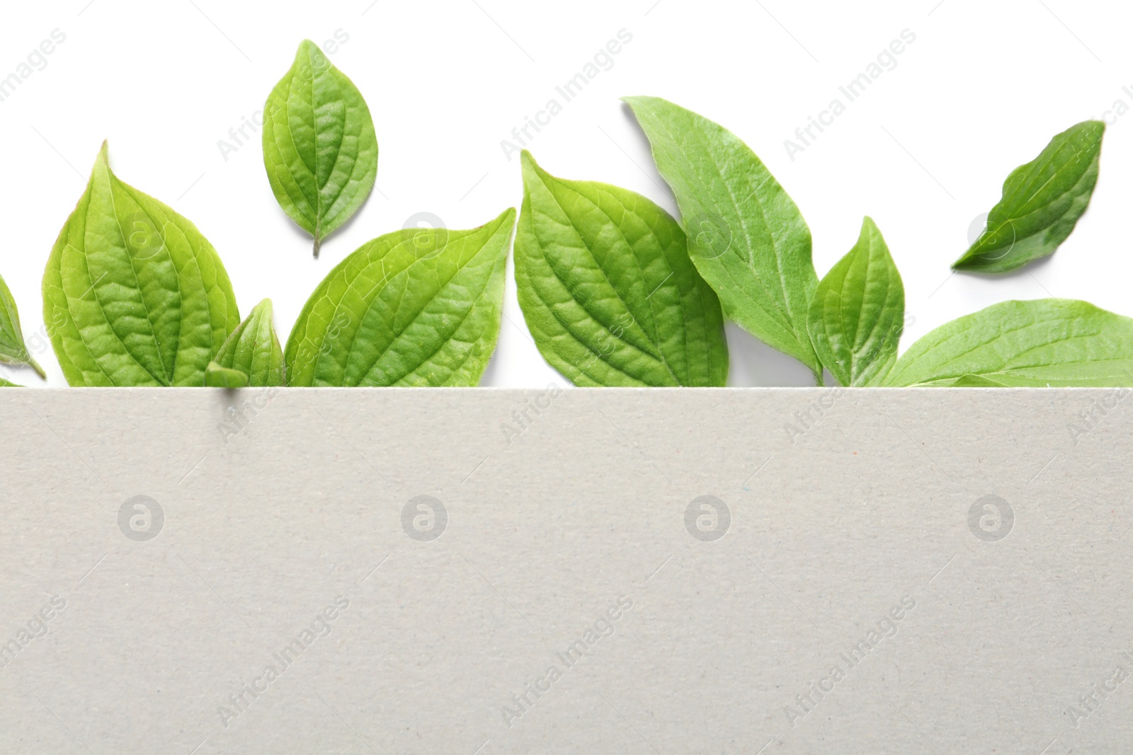 Photo of Blank card and spring green leaves on white background, top view. Space for text