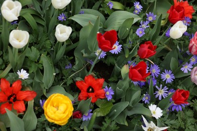 Many different colorful flowers growing outdoors, above view. Spring season