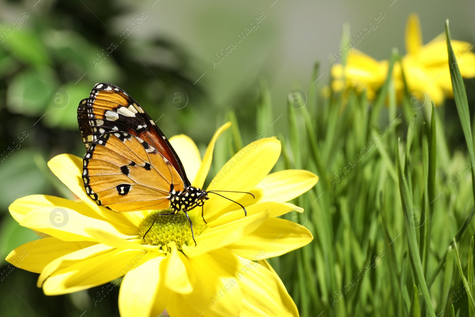 Photo of Beautiful painted lady butterfly on flower in garden